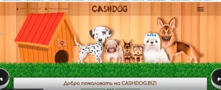 cashdog отзывы