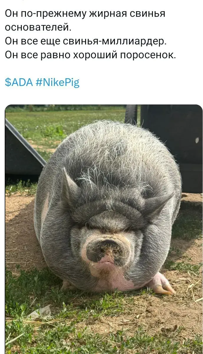 nike coin nike coin